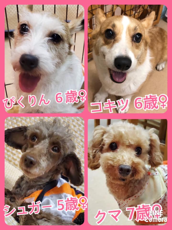 🐾今日の里親様募集中ワンコ🐶メンバーです🐾2020,9,27